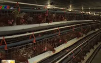 Cận Tết, giá gà thịt khu vực Đông Nam Bộ giảm mạnh