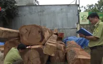 Phát hiện bãi gỗ lậu gần kho doanh nghiệp