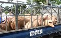 Bình Dương tiêu hủy 1,5 tấn lợn thịt có chất cấm