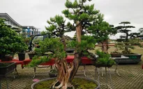 Hội ngộ gốm sứ Nam Bộ và bonsai tại phiên chợ đấu giá hàng độc, lạ