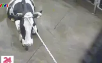 Bê bối thịt bẩn gây rúng động Ba Lan