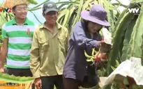 Câu chuyện Sở hữu trí tuệ: Vì sao có những chỉ dẫn địa lý chưa thể phát huy được giá trị?