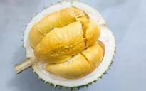 Choáng với sầu riêng “Nữ hoàng” có giá... 23 triệu đồng/quả