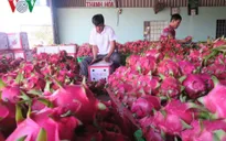 Giá thanh long cận Tết bất ngờ tăng cao