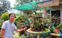 Làng mai vàng Hậu Giang tất bật ngày Tết