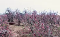 Người trồng đào lo mất Tết vì đào nở sớm