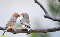 Chim non có thể nhận ra giọng của bố mẹ từ trong trứng