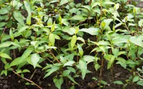 Hiểu thêm về công dụng chữa bệnh của rau răm