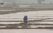 Thừa Thiên - Huế: Nhiều diện tích lúa bị ngập úng do triều cường