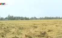 Hàng ngàn ha lúa tại Bạc Liêu bị thiệt hại do mưa bão