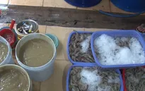 Bắt quả tang cơ sở bơm tạp chất vào tôm nguyên liệu