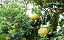 Quất ghép bưởi chơi Tết được ưa chuộng