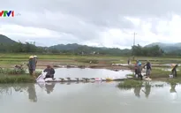 Nam Trung Bộ khôi phục sản xuất sau lũ