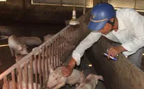 Hà Tĩnh xuất 40.000 liều vắc xin khống chế dịch lở mồm long móng