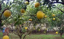 Bưởi Diễn lần đầu xuất hiện ở miền Tây