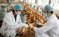 Triển khai các biện pháp khẩn cấp chống dịch cúm A/H5N1 tại Vĩnh Long
