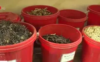 Kiểm nghiệm dược liệu kém chất lượng: Khó khăn điệp trùng!