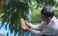 Độc, lạ xoài in chữ thư pháp dịp Tết Nguyên đán Kỷ Hợi