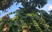 Cà phê xứ lạnh - cơ hội của người nghèo