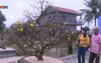 Làng nghề mai cảnh sẵn sàng phục vụ người dân dịp Tết
