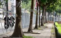 Hà Nội chi hơn 7 triệu đồng chặt mỗi cây xanh trên đường Láng