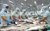 Triển vọng lớn với nuôi cá tra hữu cơ