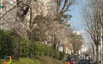 Miễn phí xin visa Hàn Quốc 3 tháng cuối năm