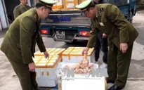 Tiêu hủy 6 tấn lòng lợn nhiễm virus dịch tả lợn châu Phi suýt xuất ra thị trường