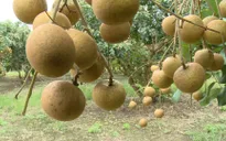 Khám phá vườn nhãn bắp cải, đặc sản miền biển