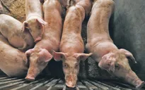 Hàn Quốc thiết lập "vùng đệm" ngăn dịch tả lợn châu Phi