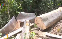 Phá rừng tự nhiên tại Phú Yên, nhiều cây gỗ nhóm 8 bị đốn hạ