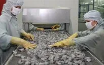 Xuất khẩu tôm sang Trung Quốc tăng trưởng trở lại