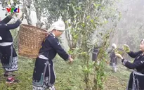 Cách làm chè Shan tuyết của người Dao Na Hang