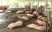 Lâm Đồng thiệt hại gần 160 tỷ đồng do dịch tả lợn châu Phi