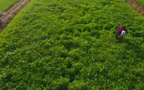 15 năm đổi mới, phát triển và nâng cao hiệu quả kinh tế tập thể