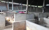 Chuyển đổi mô hình sản xuất tại thủ phủ chăn nuôi lợn Đồng Nai