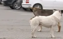 Nạn trộm chó hoành hành ở châu Âu