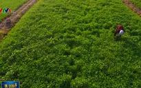 Tháo gỡ vướng mắc để hợp tác xã phát triển tương xứng tiềm năng