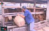 Hỗ trợ người chăn nuôi phát triển đàn bò thịt sau dịch tả lợn châu Phi