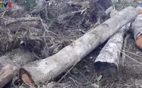 Xác định chủ mưu vụ phá rừng và lấn chiếm trái phép đất rừng ở Đà Lạt