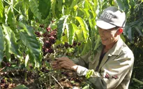 CNBC đánh giá cao sự tăng trưởng vượt bậc của Việt Nam trong xuất khẩu cà phê