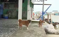 Tử vong vì dùng thuốc gia truyền chữa bệnh dại
