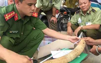 Bình Định: Phát hiện gần 18kg nghi ngà voi vận chuyển trái phép