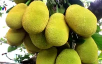 Giá mít tăng cao, nông dân Tiền Giang ồ ạt mở rộng diện tích