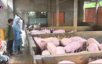 Tái đàn an toàn để bình ổn giá thịt lợn