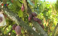 Đồng Nai - Tỉnh nông thôn mới đầu tiên của cả nước
