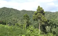 Đi săn trong rừng, bố bắn nhầm con tử vong