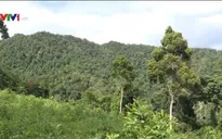 Quảng Nam hoàn thành trồng hơn 2.000 ha rừng thay thế