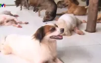 Mái ấm của những chú chó, mèo bị bỏ rơi
