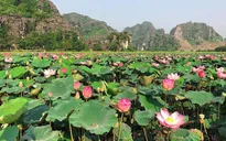 Lúa trải vàng, sen nở rộ giữa thu ở "thánh địa sống ảo Ninh Bình"